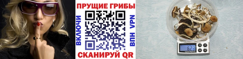 купить  сайты  Ардон  Псилоцибиновые грибы мицелий 